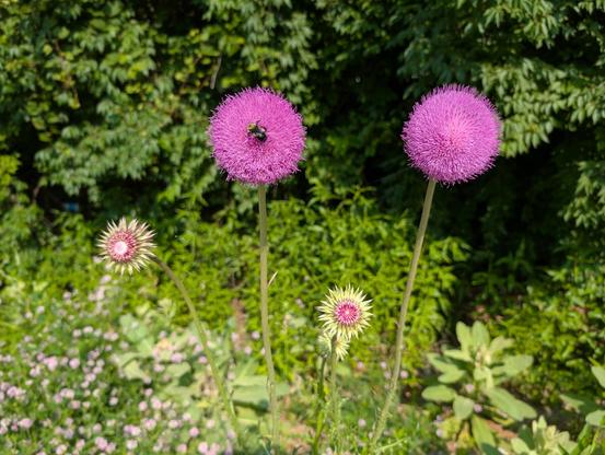 Four thistles in the sun.  Two are in full purple, circular bloom.  Two more are spiky green with hints of purple in the center.  A bumblebee feeds on one of the mature ones.