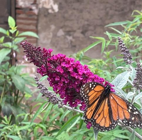 Monarch butterfly, sipping at a butterfly bush at Mission San Juan Capistrano