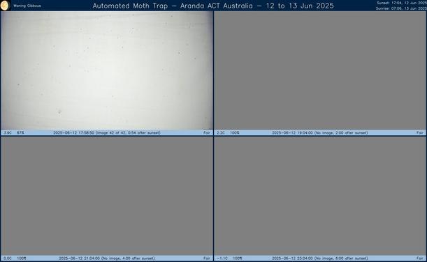 Collage showing insects attracted to light and automatically imaged 1 hour, 2 hours, 4 hours and 6 hours after sunset in Aranda, ACT, Australia on the night of 12 to 13 Jun 2025. The image includes four smaller images collected around the listed times. Each image shows a section of sheet with a variable number of insects attracted to UV and visible light. Number and variety depends on time of year and conditions during the given night. The image is also labeled with basic details of the associated weather and moon phase. For more explanation of the Automated Moth Trap project visit https://amt.hobern.net/ and https://www.flickr.com/photos/dhobern/albums/72177720322426621.