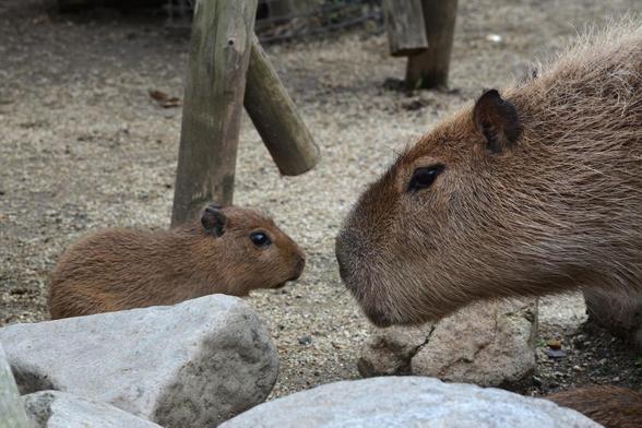 Imagen de un capibara