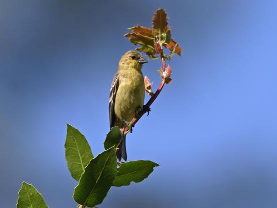 A Lesser Goldfinch at the tip of an Oak Tree Branch. The Yellow breasted seed eating bird has black wings with white and yellow stripes and a gray triangular bill. The background is blurred white, yellow and blue.