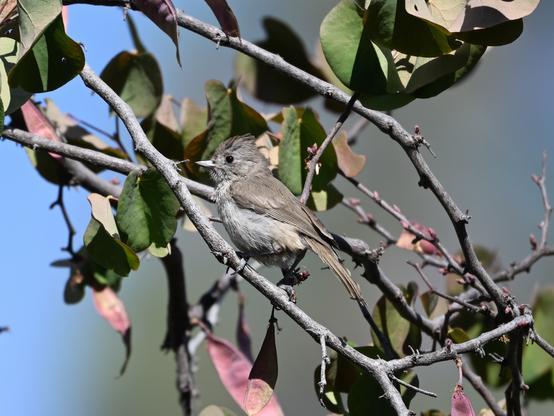 An Oak Titmouse, overall gray small bird with a slight crest, perched in a Redbud Tree