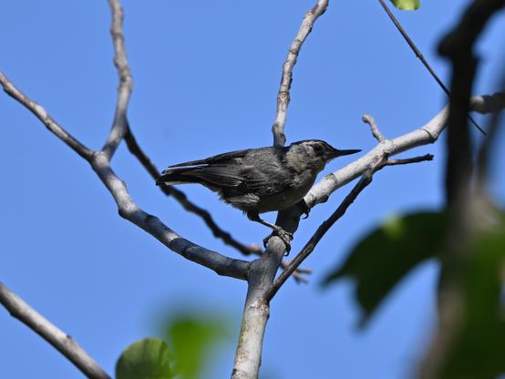 A White-breasted Nuthatch is perched in the fork of an English Walnut tree partially shaded with blue sky in the background.