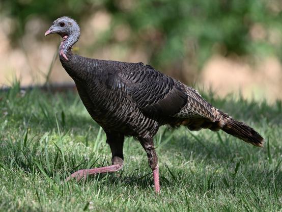 A Wild Turkey is walking right left in green grass with a blurred brown background above. The large bird is a female with a gray featherless head, black, gray and brown barred feathers and red bare legs and claws.