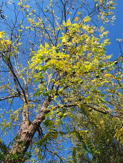 Photo of treespecies Juglans nigra : Category is herfst-autumn-herbst-automne-otono