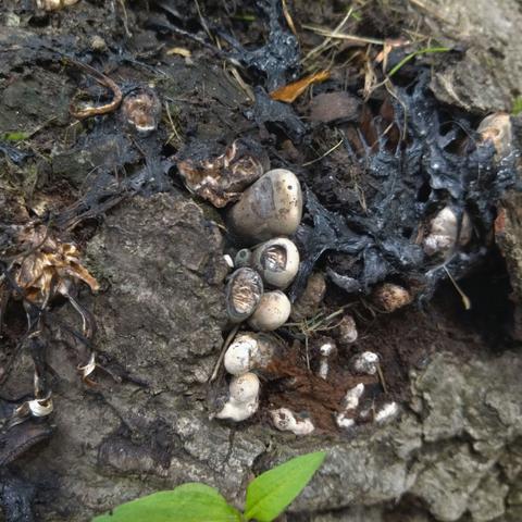 Amid the black remains of deliquesced inkcap mushrooms, a row of ghostly white protuberances emerge from a tree stump. They are shadowed with bruise-like grey-blue near their bases and on some the tips have broken off, giving the impression of toenails on a corpse's foot.