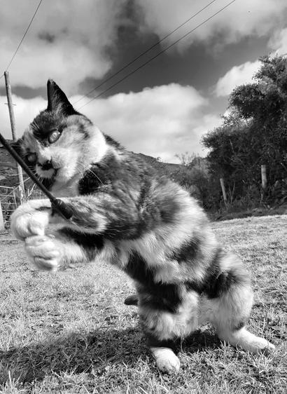 Black and white photo of a calico cat trying to catch the feather stick
