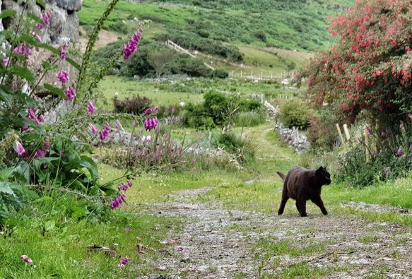 Black cat on farm yard patrol