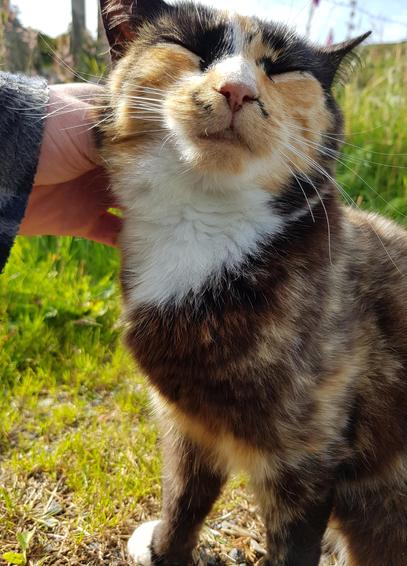 Calico cat enjoying a head rub 🐾