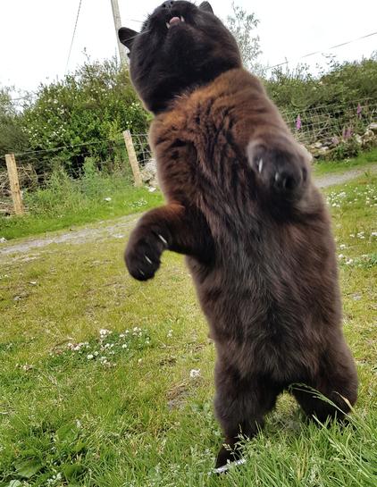 Black cat playing bear