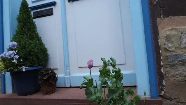 Lila/Rosa blühender Mohn vor einer alten weiß blauen Holzhaustüre