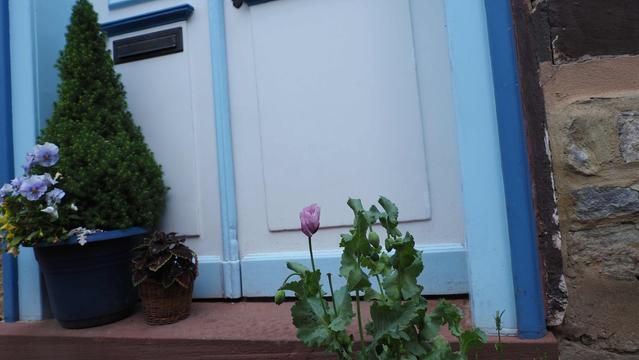 Lila/Rosa blühender Mohn vor einer alten weiß blauen Holzhaustüre