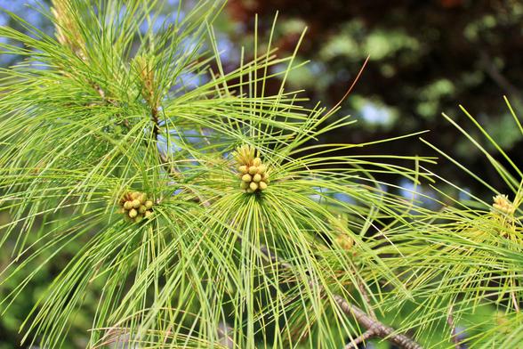 Newly formed white pine blossoms with the slender green needles of the tree splaying out around them in bright sunlight. The background is a blurred mix of nearby trees and blue sky.