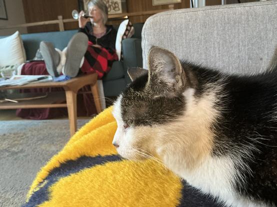 Cat watching something, maybe a tv show. On couch a lady is drinking red wine while watching the same.