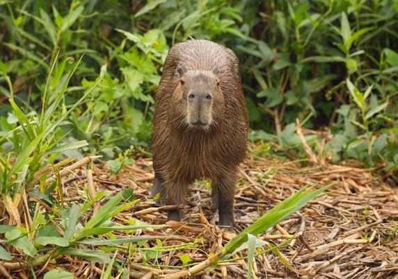 Imagen de un capibara
