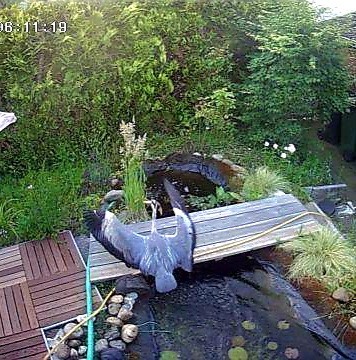 Bild der Ü-Kamera.
Reiher im Abflug am Teich.