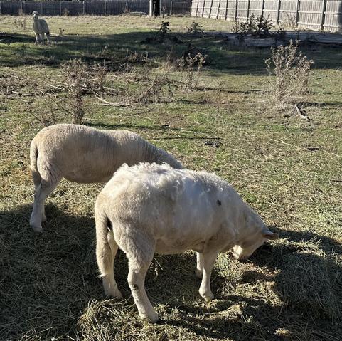 The lambs this morning.

VERY Noticeable loss of fleece on the back & sides of Lewis.