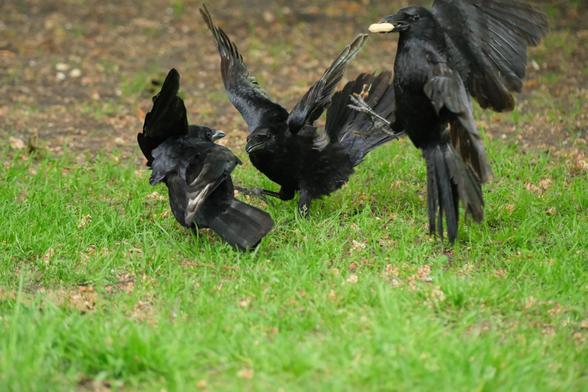 a bunch of crows in funny half-flying over poses over grass. one of them has a peanut in its beak.
