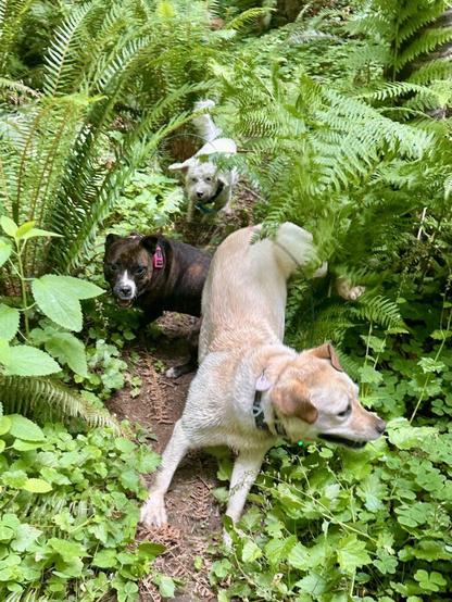 Three smiling dogs chase down a narrow footpath between tall wild vegetation on a hillside.