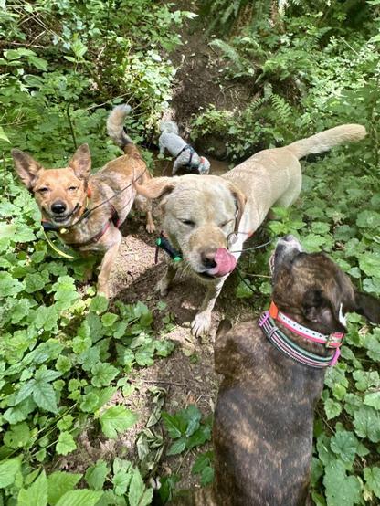 Four dogs explore and play in the forest, all together but each is doing their own thing.