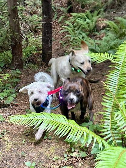 Three dogs race pell mell down a steep slope in the forest.