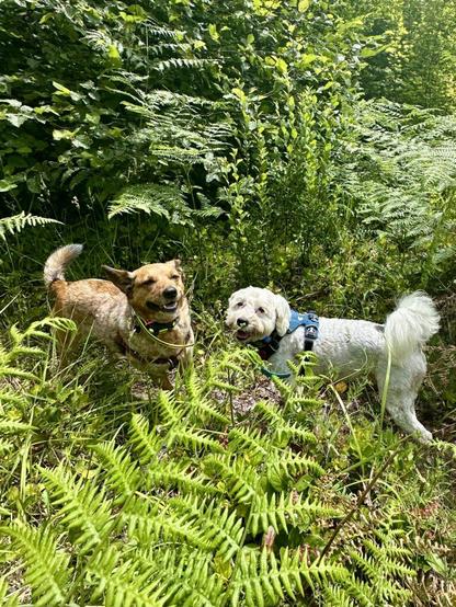Two dogs with big smiles stand and enjoy the sunshine on a hilltop covered in tall ferns and trees.