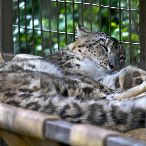 A picture of a snow leopard.