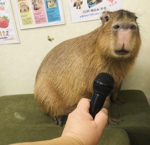 Imagen de un capibara