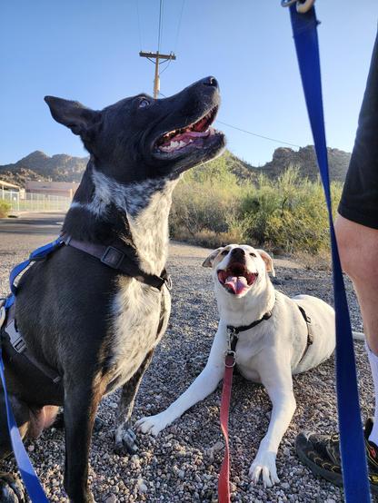Two dogs enjoying a break for treatos during their walk