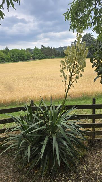 Pianta di yucca tra un giardino ed un campo agricolo coltivato a grano