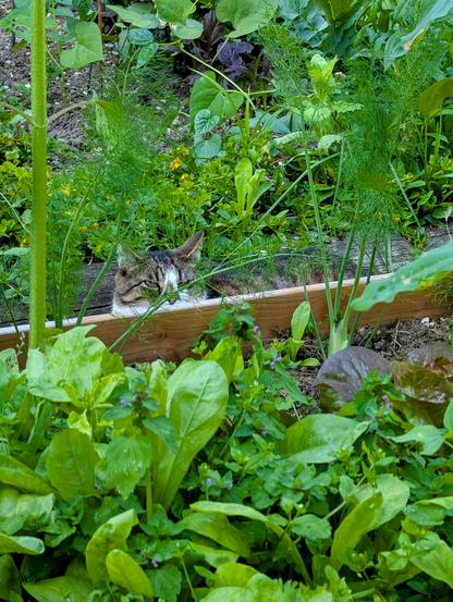 Eine getigerte Katze liegt entspannt zwischen dichtem Grün in einem Hochbeet. Um sie herum wachsen Salat, Dill, Purpur-Taubnessel und weitere Gartenpflanzen.

A tabby cat is lying relaxed among lush green leaves in a raised garden bed. Around her grow lettuce, dill, purple dead-nettle, and other garden plants.