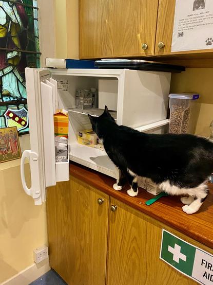 Black and white cat standing next to an open fridge