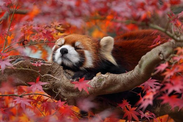 A picture of a Red Panda.
