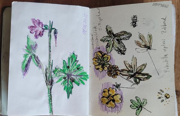 Aquarellskizze: links eine Geranie mit rosa Blüte, rechts kleine Skizzen vom Fünffingerkraut, Blätter, Blüten und ein Insekt
