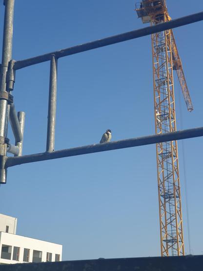 A baby great tit with its beak open, perched on metal scaffold. Blue skies and a construction crane in the background.
