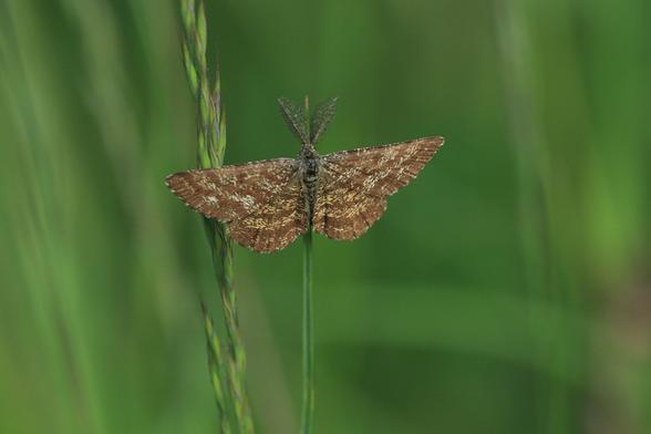 A sunny picture of a brown and yellow-beige speckled moth with feather-like antennas and with a thin border around the edge of the wing with small dark and light squares. The body is short, hairy and thicker at the head and tapers significantly after half. It sits approximately in the middle of the picture, high up on a thin vertical blade of grass and next to it on the left is an ear of some kind of grass. The background is blurred but with a little structure here and there.