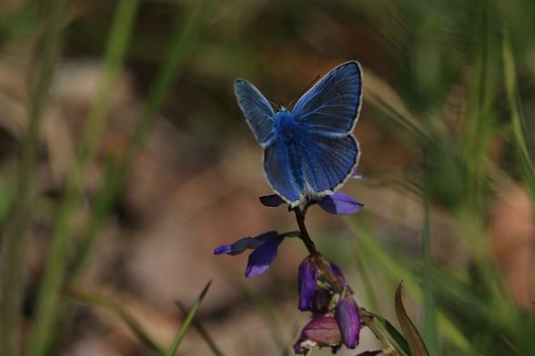 A picture of a deep blue butterfly with a blue hairy body where the wings slightly shifting colour towards grey between the bright blue "veins". The antennae are striped in black and white and a black border with a white outer edge follows the wings around. The butterfly sits in the middle of the picture, on some kind of purple pea flower. In the somewhat messy background, blurred blades of grass and dry ground that go in reddish-brown tones are visible.