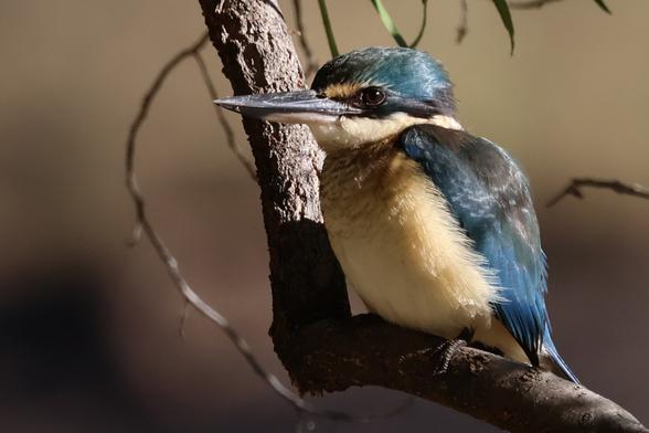 Sacred Kingfisher on the banks of the River Jordan, Jericho, Qld.