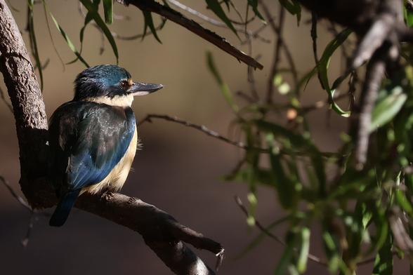Sacred Kingfisher on the banks of the River Jordan, Jericho, Qld.