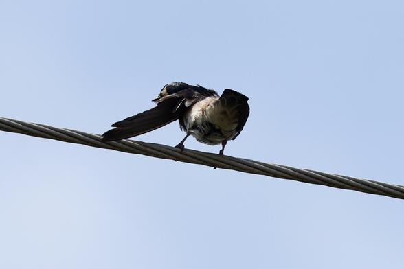 Cliff swallows doing pre flight stretches on a power line
