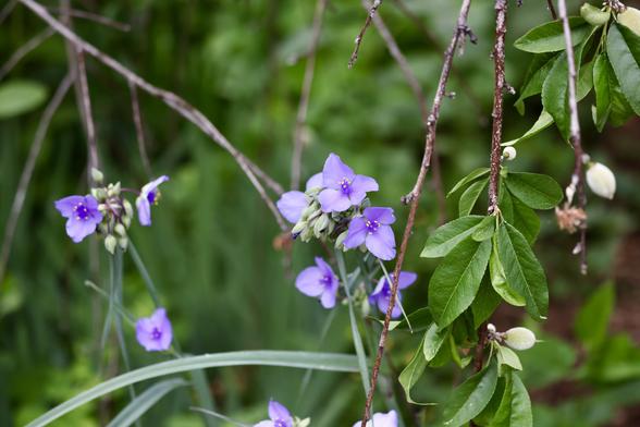 Spiderwort flowers blooming next to a weeping peach with small fuzzy peaches