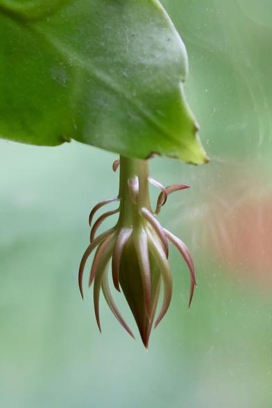 Epiphyllum oxypetalum succulent started to bloom before even going outside for the summer