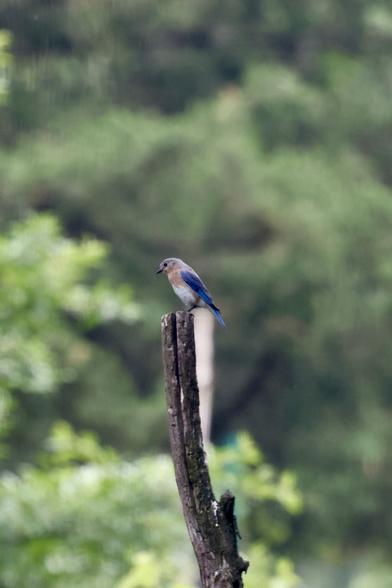 Bluebird on a stick