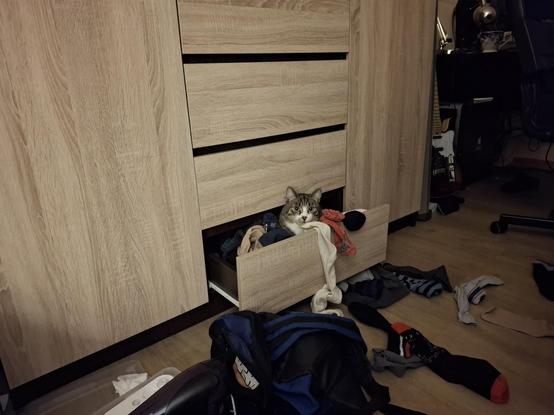 kot w szufladzie darmozjadzie