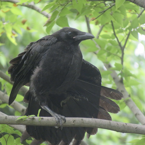 ハシボソガラスの幼鳥