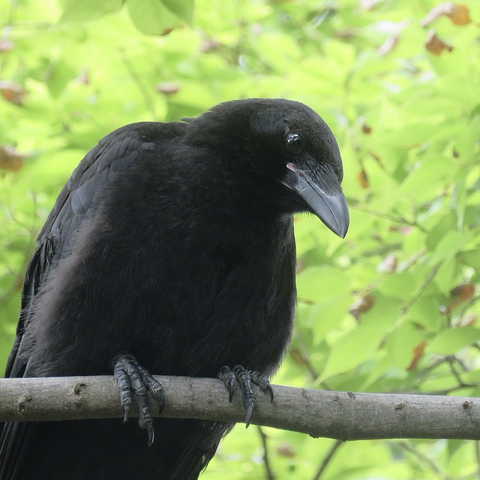 ハシボソガラスの幼鳥