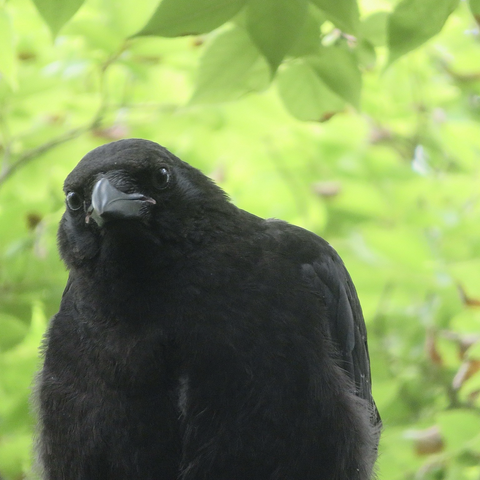 ハシボソガラスの幼鳥