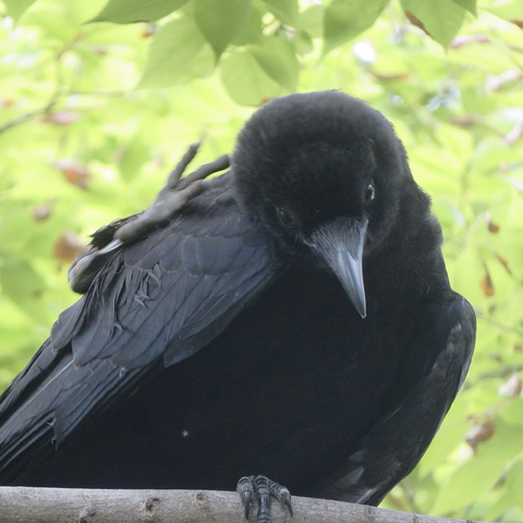 ハシボソガラスの幼鳥