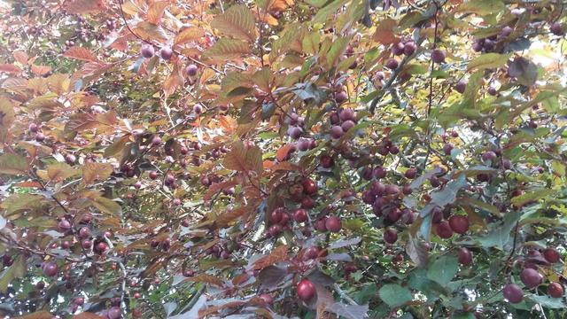 Prunes sauvages sur l'arbre