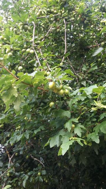 Prunes pas mûres sur l'arbre